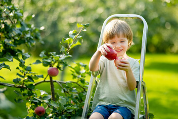 Cute little boy helping to harvest apples in apple tree orchard in summer day. Child picking fruits in a garden. Fresh healthy food for kids.