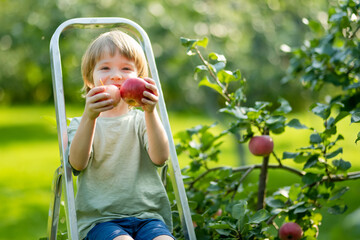 Cute little boy helping to harvest apples in apple tree orchard in summer day. Child picking fruits in a garden. Fresh healthy food for kids.