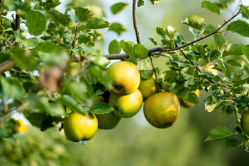 Green pears on pear tree branch on warm autumn day. Harvesting ripe fruits in an apple orchard. Growing own fruits and vegetables in a homestead.
