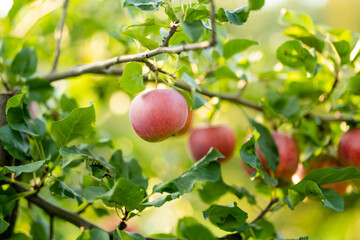 Ripening apples on apple tree branch on warm summer day. Harvesting ripe fruits in an apple orchard. Growing own fruits and vegetables in a homestead.