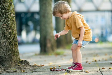 Cute toddler boy picking chestnuts in a park on autumn day. Child having fun with searching chestnut and foliage.