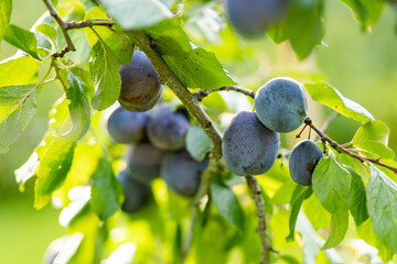 Purple plums on a tree branch in the orchard. Harvesting ripe fruits on autumn day. Growing own fruits and vegetables in a homestead.