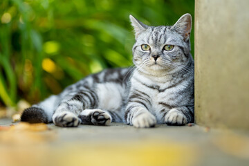 Young playful British shorthair silver tabby cat relaxing in the backyard. Gorgeous blue-gray cat with yellow eyes having fun outdoors in a garden or a back yard.