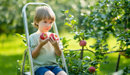 Cute little boy helping to harvest apples in apple tree orchard in summer day. Child picking fruits...