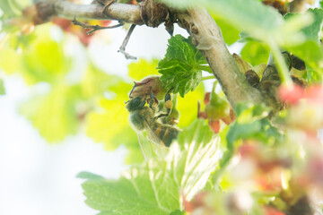 A fly sits beautifully on the flower.