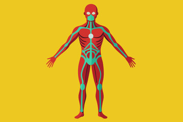 body vector illustration