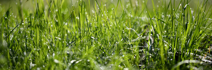 Grünes Hintergrundbanner mit abstrakter Rasentextur im Gegenlicht für Fußball.