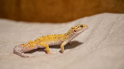 Male gecko on gray cloth. Lizard eublepharis