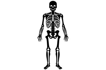 skeleton line art silhouette illustration