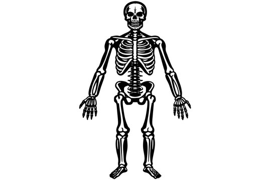recommend clip art: skeleton line art silhouette illustration