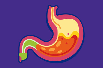 stomach vector illustration