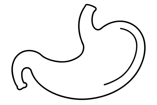 black outline stomach anatomy clip art preview
