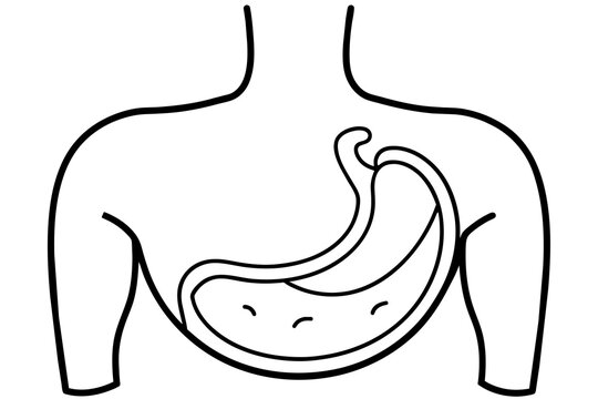 black outline human anatomy stomach diagram clip art preview