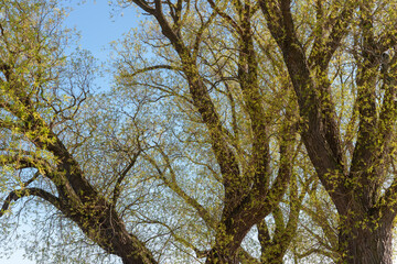 willow branches with new growth and catkins on a blue sky by the lake in spring