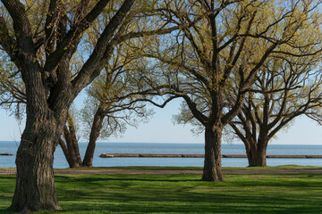 willow trees by the lake as sunset approaches