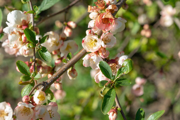 close-up of Chaenomeles blossoms in hard sunlight in the park early evening in spring