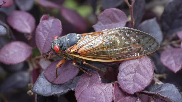 17 Year Periodical Cicada walking in slow motion