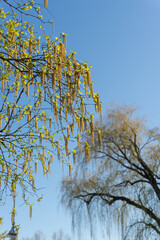 blue sky and catkins on birch tree branches in spring