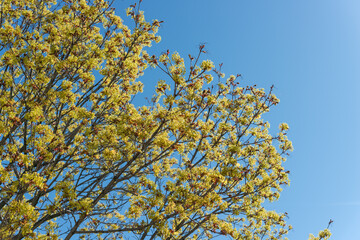 maple leaf inflorescences or flower clusters on a blue sky in spring