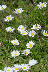 Fototapeta premium Daisy Delight Close-Up of White Petals in Nature