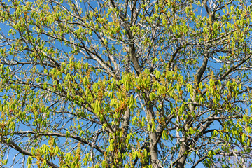 Aesculus hippocastanum or horse chestnut with new growth leaves and flower buds on a blue sky in...