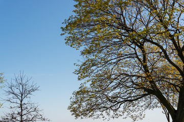 tree in spring by the lake in near silhouette on a gradient blue sky