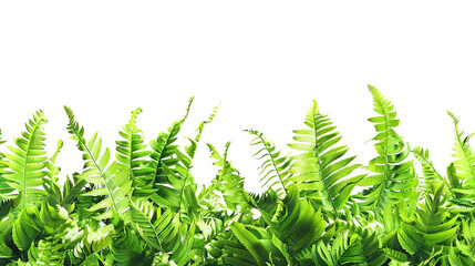 Lush fern green undulating wave pattern, clearly set against a white backdrop, in HD clarity.
