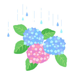 雨のしずくとあじさいのイラスト