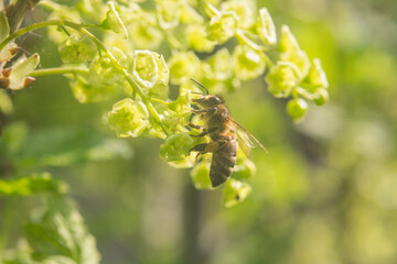 A fly sits beautifully on the flower.