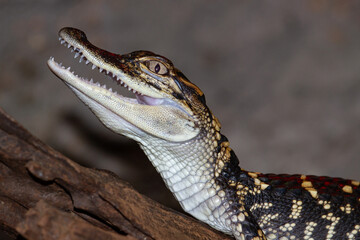 Juvenile American Alligator with mouth open
