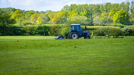 Rustic Fields Vintage Tractor and Grazing Sheep