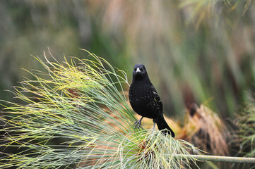 Male trile bird on papyrus plant