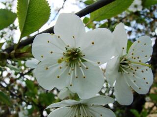 Kwiaty w ogrodzie i na łące © tomo81