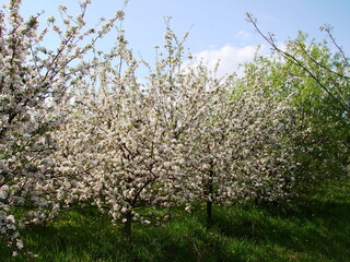 Kwiaty na drzewach owocowych - wiosna w ogrodzie © tomo81