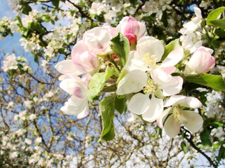 Kwiaty na drzewach owocowych - wiosna w ogrodzie