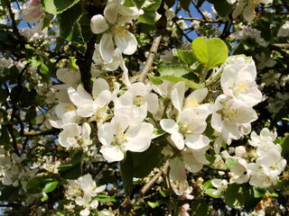 Kwiaty na drzewach owocowych - wiosna w ogrodzie © tomo81