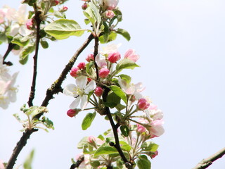 Kwiaty na drzewach owocowych - wiosna w ogrodzie © tomo81