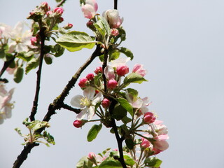 Kwiaty na drzewach owocowych - wiosna w ogrodzie © tomo81