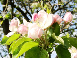 Kwiaty na drzewach owocowych - wiosna w ogrodzie © tomo81