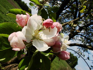 Kwiaty na drzewach owocowych - wiosna w ogrodzie © tomo81