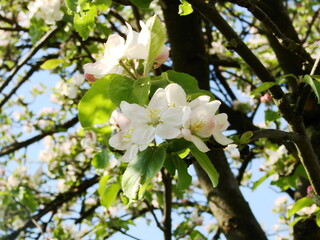 Kwiaty na drzewach owocowych - wiosna w ogrodzie