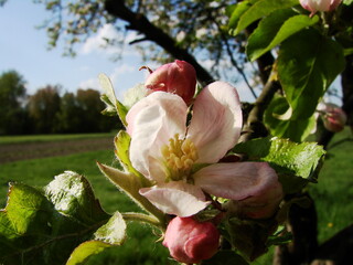 Kwiaty na drzewach owocowych - wiosna w ogrodzie © tomo81