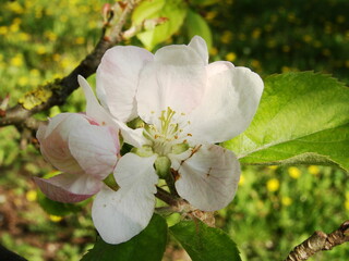 Kwiaty na drzewach owocowych - wiosna w ogrodzie © tomo81