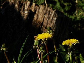 Mlecz - mniszek lekarski © tomo81