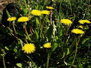 Mlecz - mniszek lekarski © tomo81