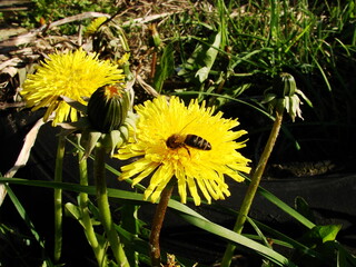 Mlecz - mniszek lekarski © tomo81