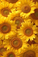Detailed and vibrant close up view of stunning sunflowers captured in a captivating shot