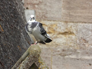 A pigeon on a small roof against the background of an old wall