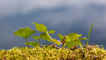 Macro landscape of moss and ivy leaves.
