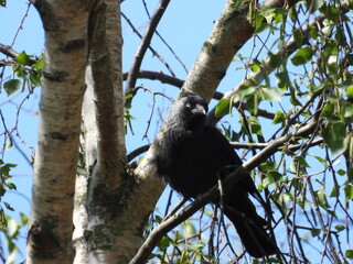 Crow on a tree branch